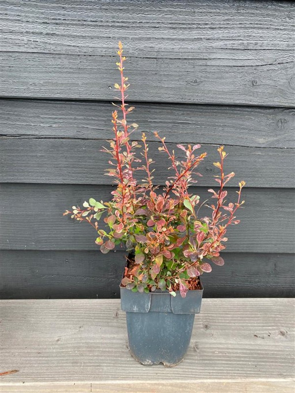 Berberis thunb. 'Rose Glow' - C2